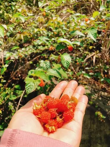 路边的野树莓成熟了,也尝尝.