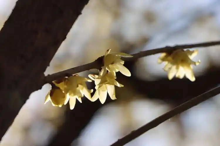 在梅城公园寻梅花不遇,步行至南阳医圣祠,在腊梅苑, 一树倒挂金钟蜡梅
