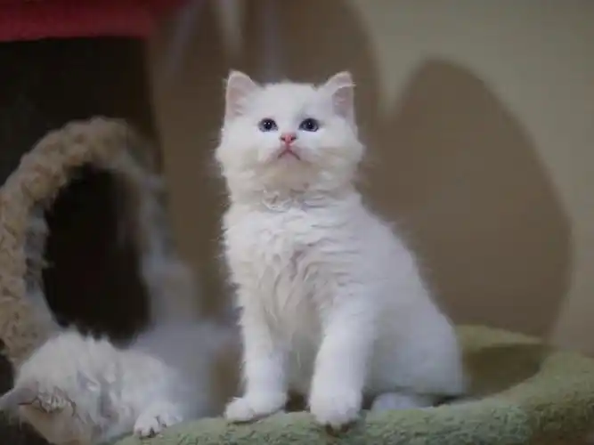 白色土猫又来了