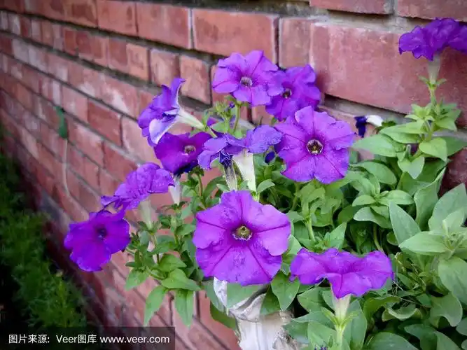 新鲜的紫矮牵牛花在花园里