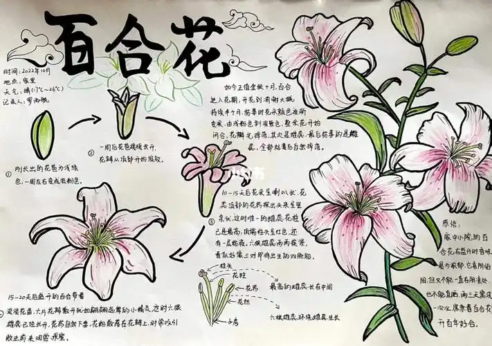 自然笔记百合花