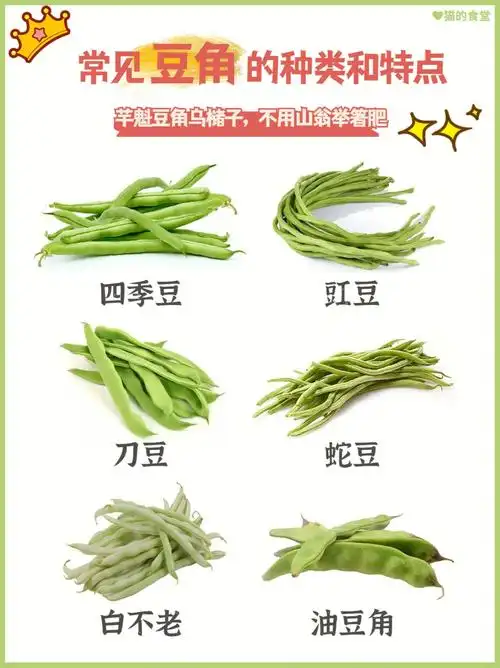 夏天正是吃豆角的季节这次介绍常见的六种豆角你喜欢哪种呢?