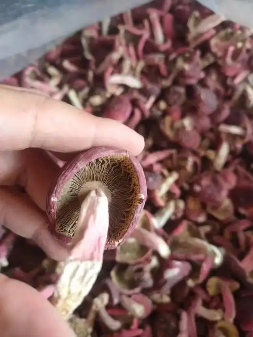 婆媳关系好不好就看大红菇吃了多少