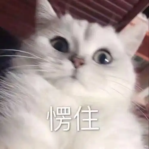 萌宠gif猫星人gif愣住gif惊呆了gif搞怪gif逗gif