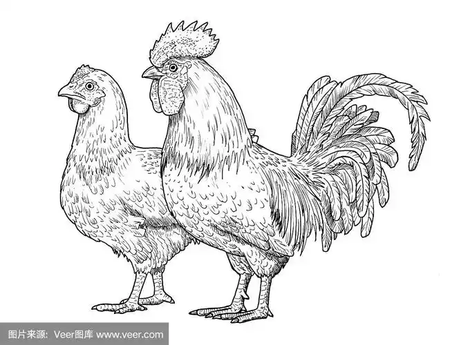 公鸡和母鸡的图画.成年公,母鸡素描,黑白插图
