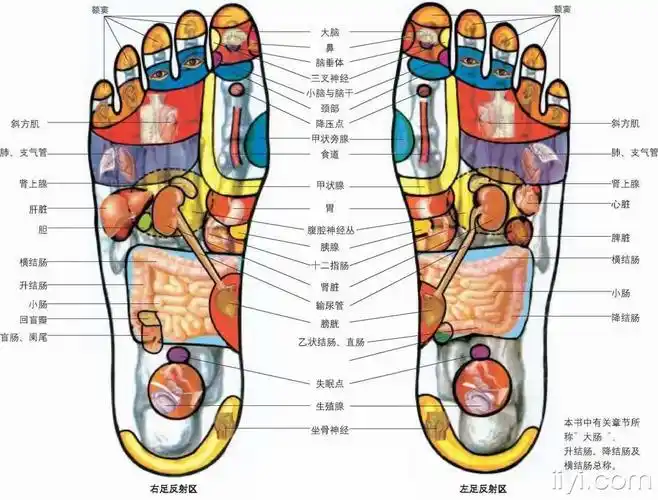 足部全息图和足部反射区图