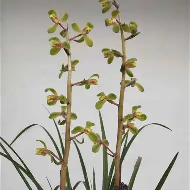 【蕙兰老八种*特价程梅】1苗2芽 - 中国兰花交易网