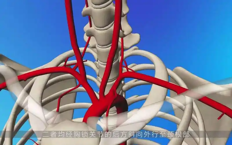 医学视频3d人体血管锁骨下动脉