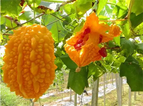 金铃子的功效和作用金铃子的食用方法