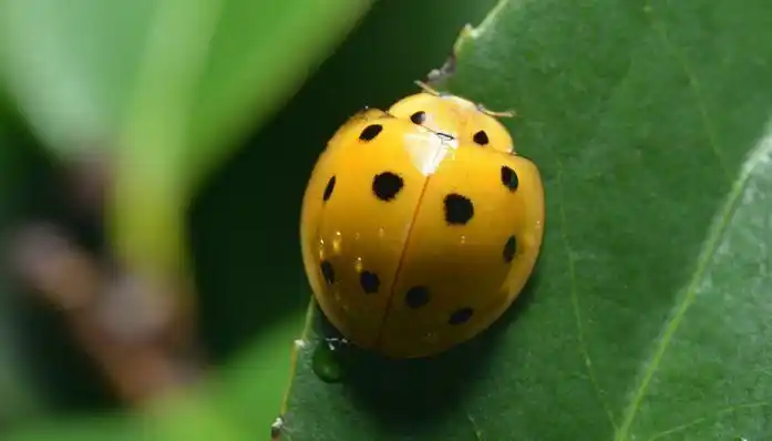 瓢虫是鞘翅目瓢虫科圆形突起的甲虫的通称,体色鲜艳,常具红,黑或黄色
