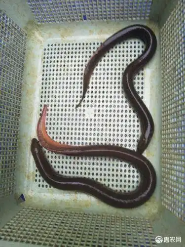 黄鳝孟加拉黄鳝5两-7两鲜活发货 包邮