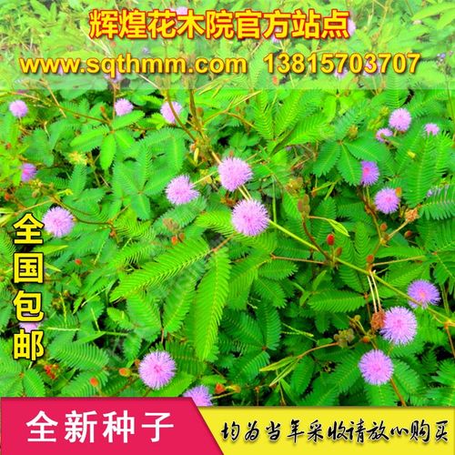花卉种子含羞草种子知羞草种子香草种子可盆栽庭院阳台观赏四季种