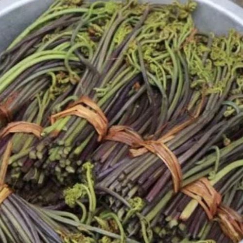 云南德宏野生新鲜山蕨菜龙爪菜腌凉拌菜冒菜火锅炒菜食材真空包装