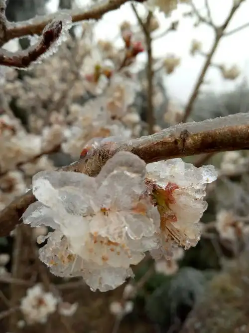 冰中梅花更娇艳