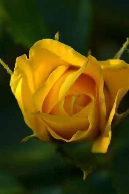 黄玫瑰,花瓣,叶子,朦胧 5k