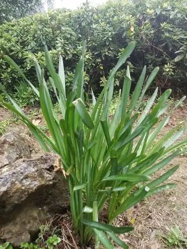 东湖,你没见过的一面