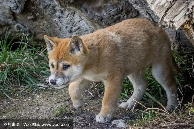 2018年8月,纯种澳洲野狗狗