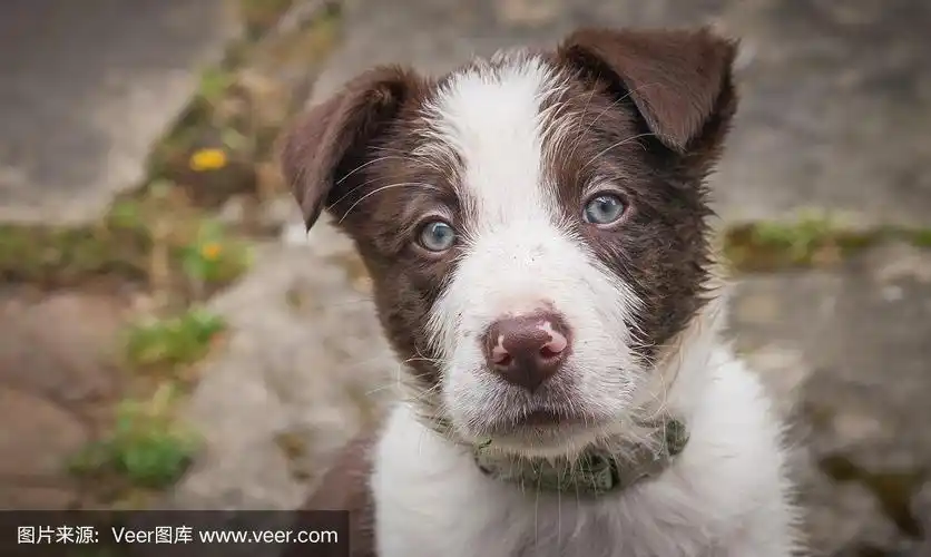 蓝眼睛的边境牧羊犬小狗