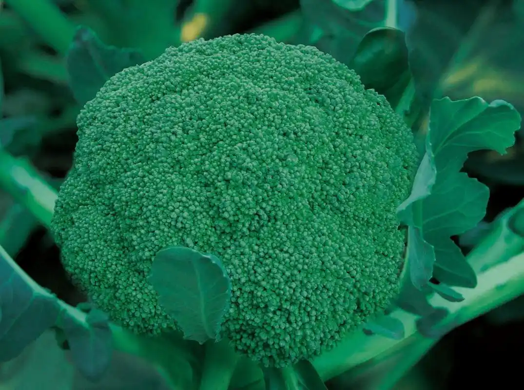 西兰花品种大全图片_种植_地区_单球