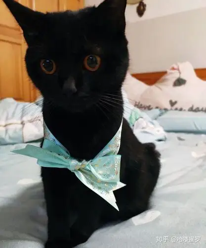 唉,好纠结该不该让我家银渐层和橘猫生小猫.