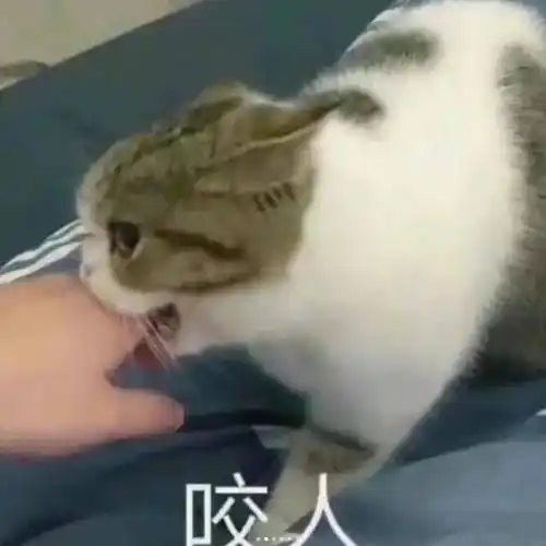 丨第932期喵表情包_侵权_网络_图片