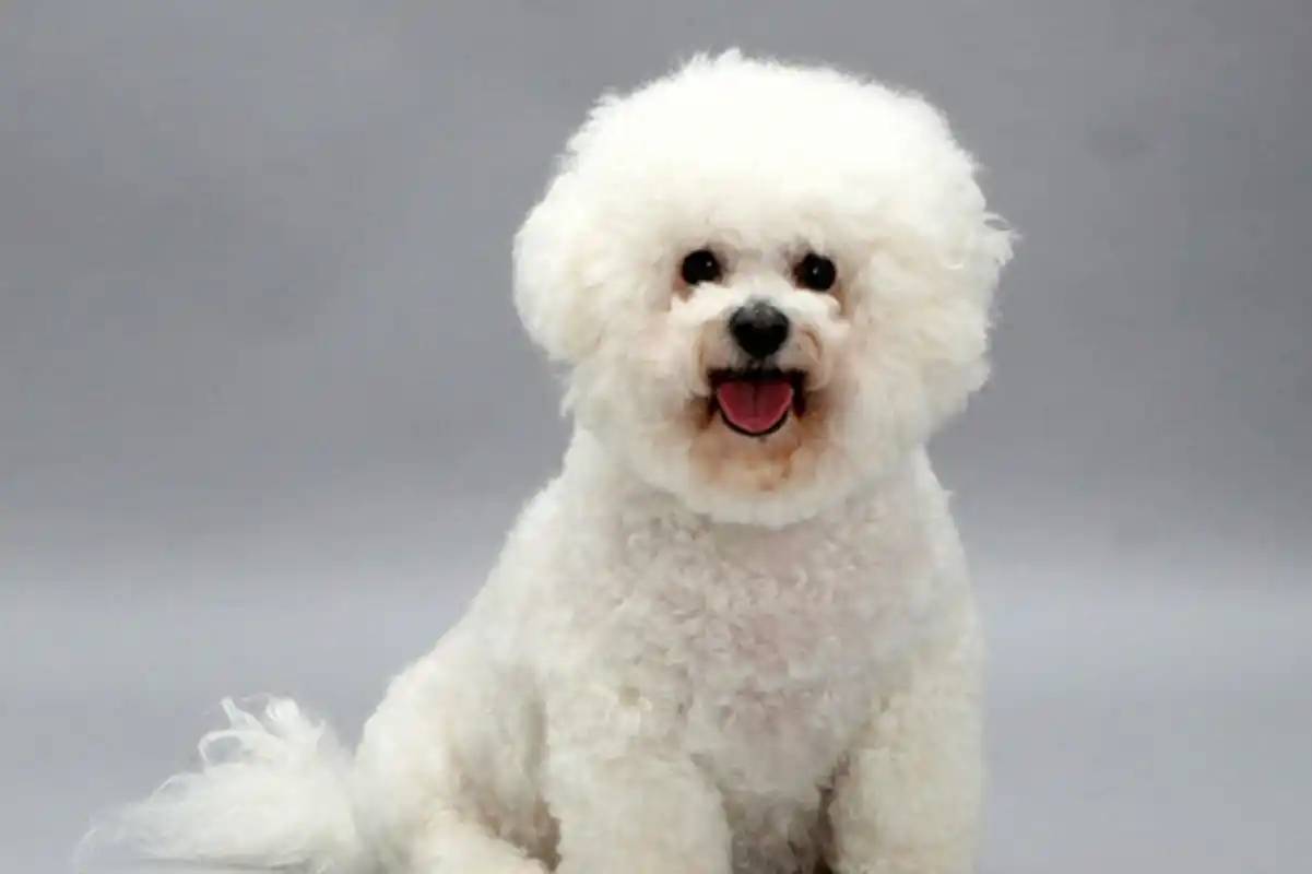 白色泰迪和比熊幼犬是两种受欢迎的小型犬种,外观和性格各有特点.