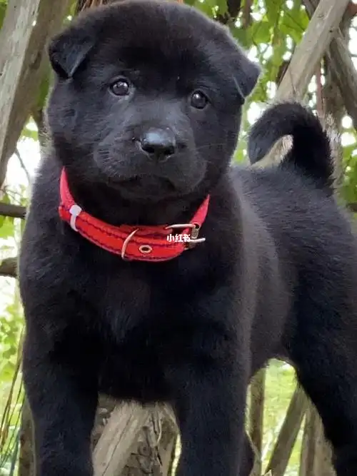 小黑狗  #谁说小土狗不可爱  #中华田园犬