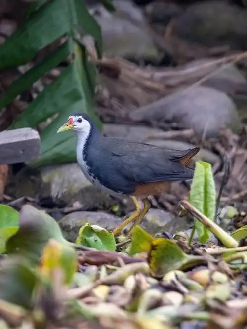 原创拍摄白胸苦恶鸟,鹤形目秧鸡科苦恶鸟属,在我国南方广泛分布.