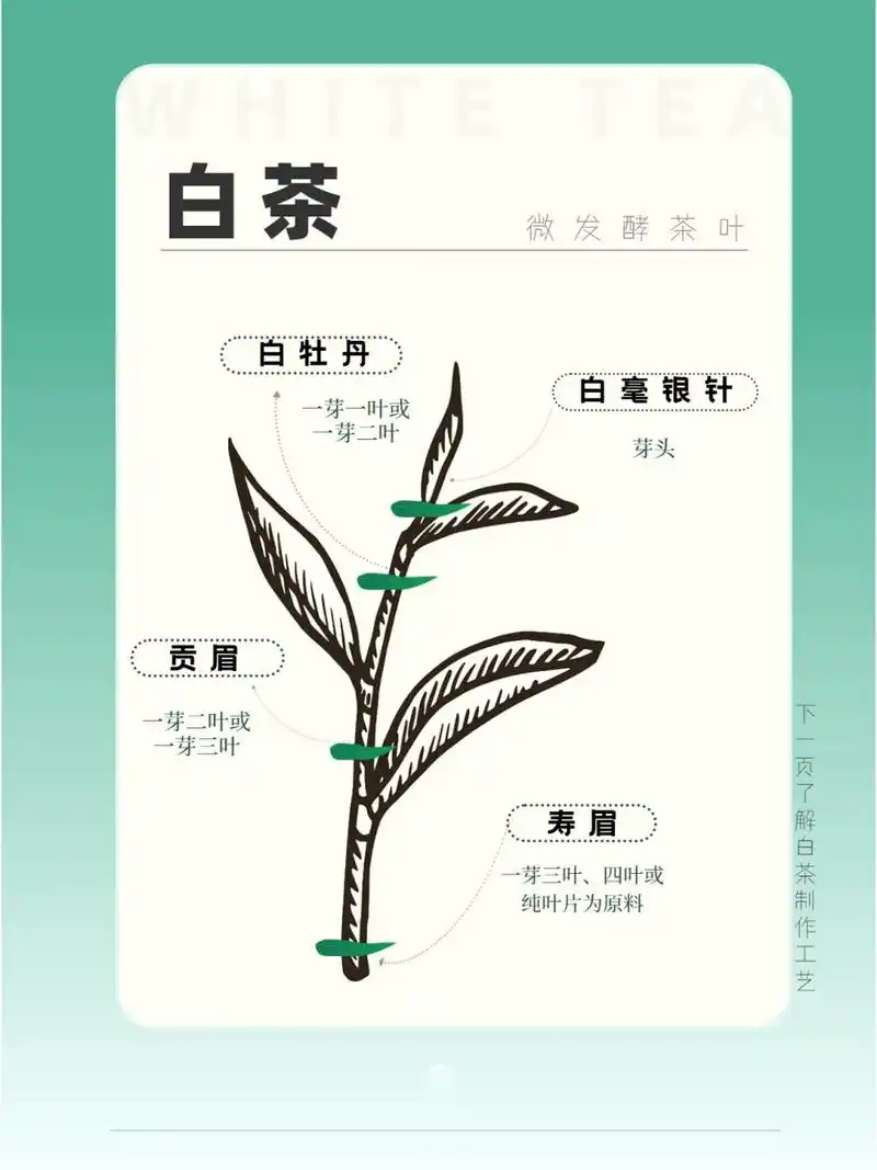 一图看懂白毫银针·白牡丹·贡眉·寿眉的区别 95白茶属于微发酵茶