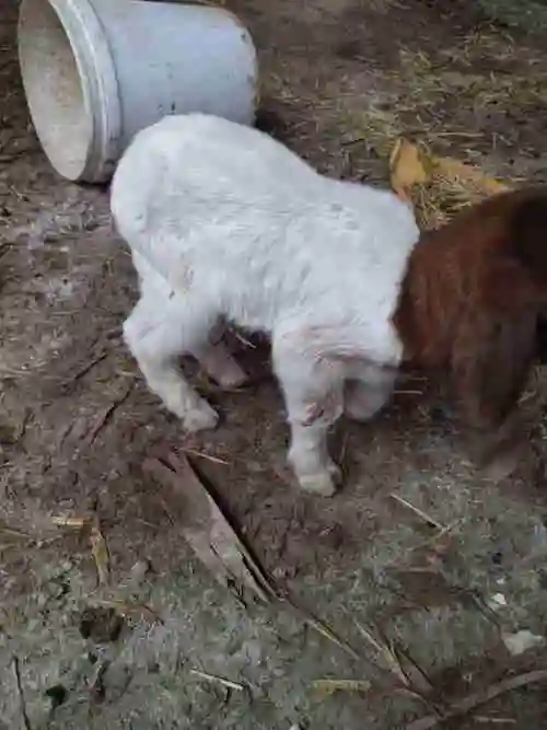 这只小羊羔是喝奶粉的但是它老是弓腰站立不稳磨牙嘴角还凉是怎么回事