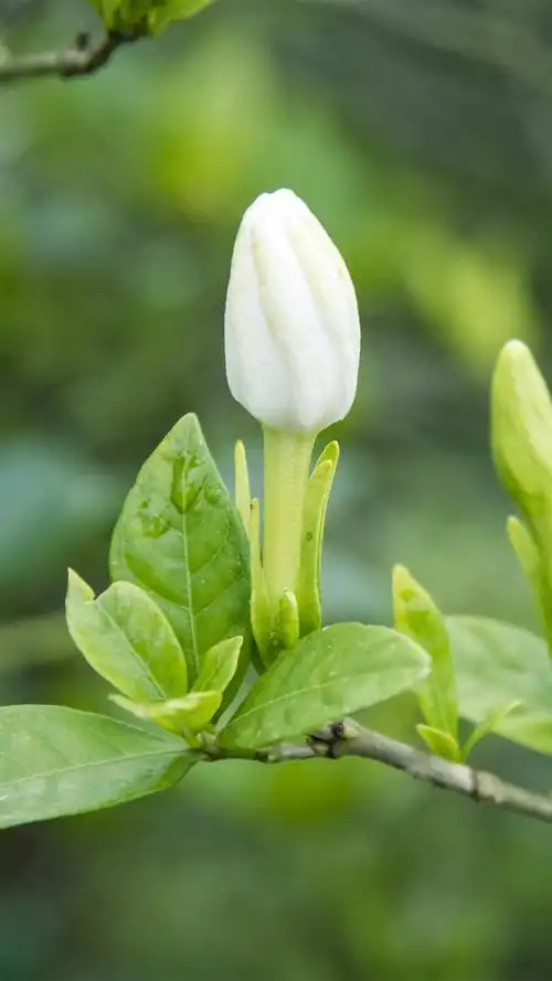唯美清新栀子花 _ 图片网