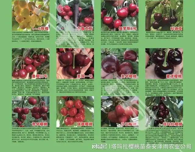 矮化柯迪亚樱桃苗新报价详细介绍柯迪亚樱桃苗品种特性