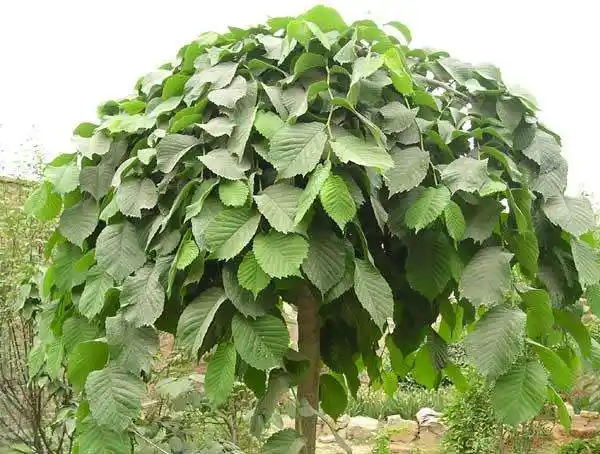 榆树都有哪几种品种?