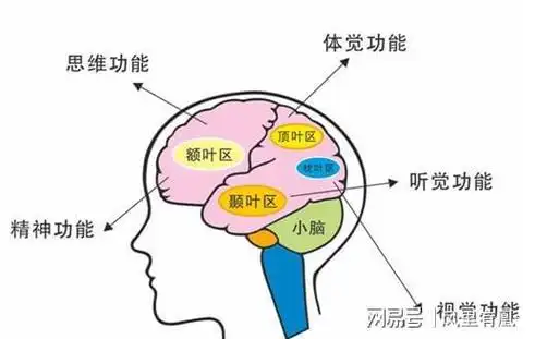 当然,若太轻,就会影响大脑的结构和机能.