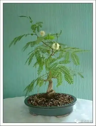 因合欢为落叶大乔木,在南方地区很少用于盆栽,多用作庭院,居住小区和