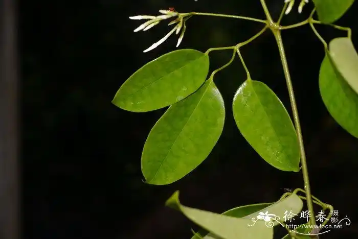 清香藤jasminumlanceolaria
