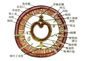 属于颤蚓目 (tubificida )仙女虫科 (naididae )吻盲虫属的一种环节