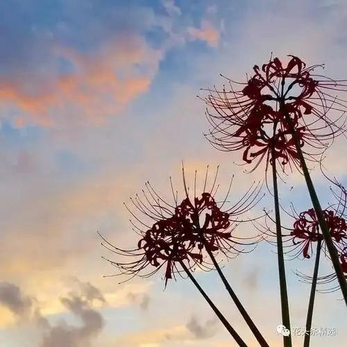 其实我们所谓的 曼珠沙华,彼岸花,地域花等都是石蒜花分支的一种.