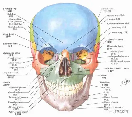 颅骨解剖彩色图谱,详细标注太实用了
