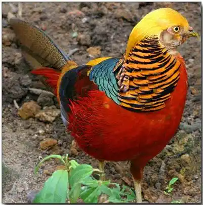 红腹锦鸡苗养殖 河南红腹锦鸡苗养殖