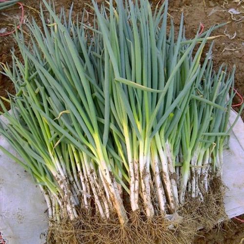 分葱【簇生生长】50克