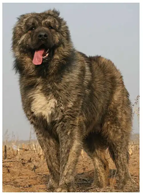 巨型高加索犬图片