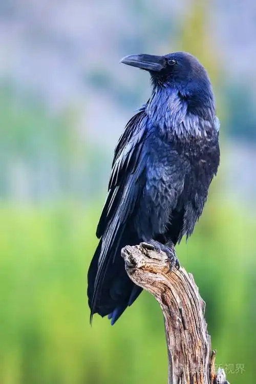 怀俄明州黄石国家公园的一棵枯树上坐着的普通乌鸦