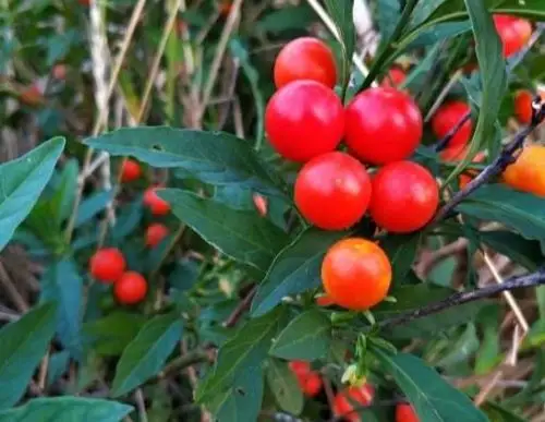 不能食用的野果子基本上都有毒,它们可能卖相很好,看上去鲜艳欲滴