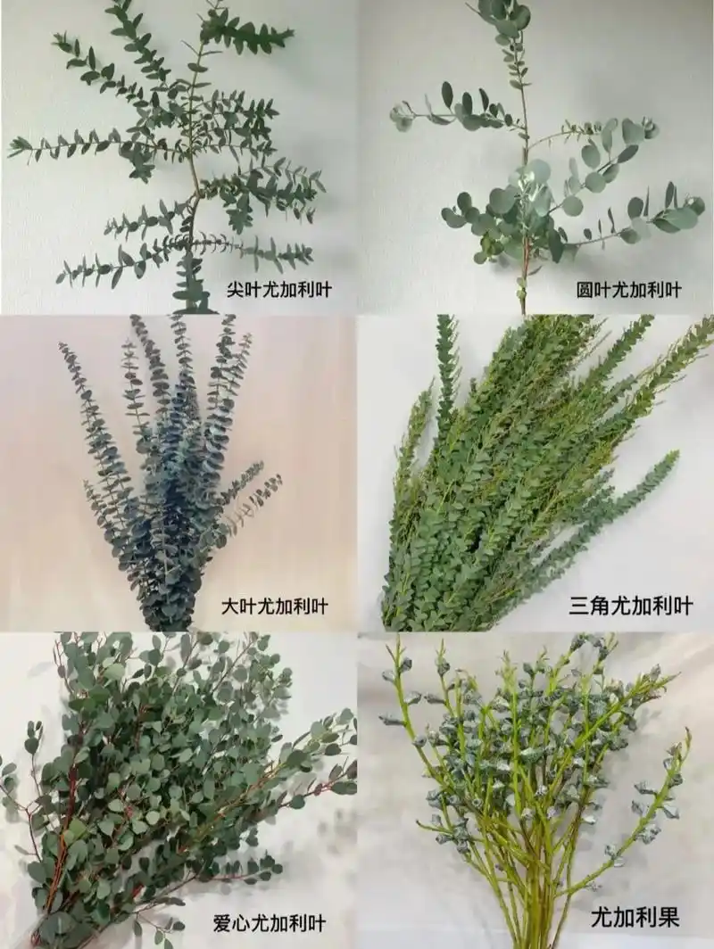 每日一花  尤加利叶的花语是:恩赐 几款生活中常见的尤加利 - 兑趑