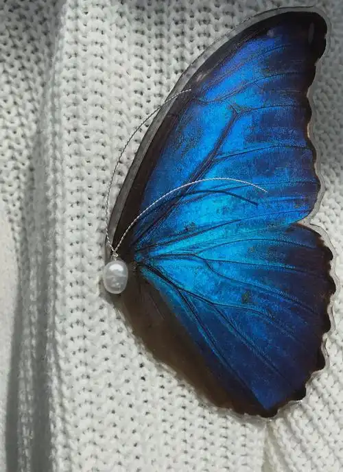 蝴蝶或风送我一梦大蓝闪蝶