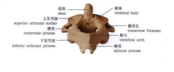 枢椎解剖示意图-人体解剖图
