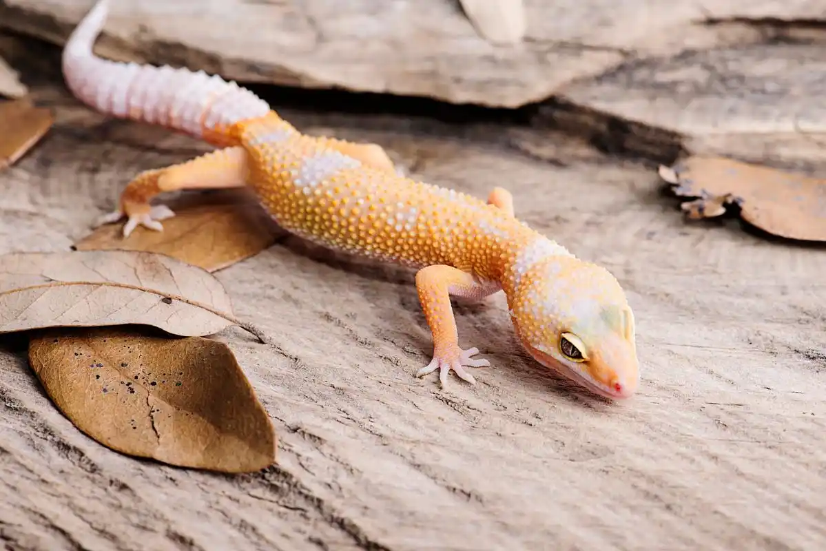 守宫是一种常见的爬行动物,以下是守宫的饲养方法:  1.