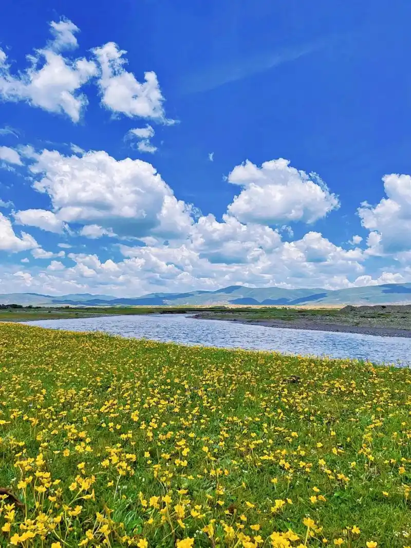 去川西看花海吧 这个时候的川西可谓是百花齐放98 绿油油的草甸上