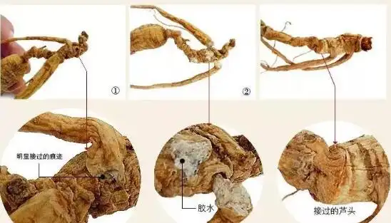 长白山林下参鉴别